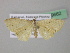  (Scopula AH53CaGh - BC ZSM Lep 39662)  @13 [ ] CreativeCommons - Attribution Non-Commercial Share-Alike (2011) Axel Hausmann/Bavarian State Collection of Zoology (ZSM) SNSB, Zoologische Staatssammlung Muenchen
