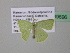  ( - BC ZSM Lep 39696)  @13 [ ] CreativeCommons - Attribution Non-Commercial Share-Alike (2011) Axel Hausmann/Bavarian State Collection of Zoology (ZSM) SNSB, Zoologische Staatssammlung Muenchen