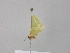  ( - BC ZSM Lep 39729)  @12 [ ] CreativeCommons - Attribution Non-Commercial Share-Alike (2011) Axel Hausmann/Bavarian State Collection of Zoology (ZSM) SNSB, Zoologische Staatssammlung Muenchen