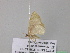  ( - BC ZSM Lep 39731)  @12 [ ] CreativeCommons - Attribution Non-Commercial Share-Alike (2011) Axel Hausmann/Bavarian State Collection of Zoology (ZSM) SNSB, Zoologische Staatssammlung Muenchen
