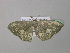  ( - BC ZSM Lep 39735)  @13 [ ] CreativeCommons - Attribution Non-Commercial Share-Alike (2011) Axel Hausmann/Bavarian State Collection of Zoology (ZSM) SNSB, Zoologische Staatssammlung Muenchen