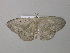  ( - BC ZSM Lep 39737)  @13 [ ] CreativeCommons - Attribution Non-Commercial Share-Alike (2011) Axel Hausmann/Bavarian State Collection of Zoology (ZSM) SNSB, Zoologische Staatssammlung Muenchen