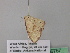  ( - BC ZSM Lep 39757)  @12 [ ] CreativeCommons - Attribution Non-Commercial Share-Alike (2011) Axel Hausmann/Bavarian State Collection of Zoology (ZSM) SNSB, Zoologische Staatssammlung Muenchen