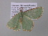  ( - BC ZSM Lep 39762)  @12 [ ] CreativeCommons - Attribution Non-Commercial Share-Alike (2011) Axel Hausmann/Bavarian State Collection of Zoology (ZSM) SNSB, Zoologische Staatssammlung Muenchen