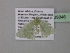  ( - BC ZSM Lep 39846)  @12 [ ] CreativeCommons - Attribution Non-Commercial Share-Alike (2011) Axel Hausmann/Bavarian State Collection of Zoology (ZSM) SNSB, Zoologische Staatssammlung Muenchen