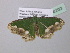 ( - BC ZSM Lep 40522)  @12 [ ] CreativeCommons - Attribution Non-Commercial Share-Alike (2010) Axel Hausmann/Bavarian State Collection of Zoology (ZSM) SNSB, Zoologische Staatssammlung Muenchen