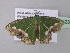  ( - BC ZSM Lep 40523)  @12 [ ] CreativeCommons - Attribution Non-Commercial Share-Alike (2011) Axel Hausmann/Bavarian State Collection of Zoology (ZSM) SNSB, Zoologische Staatssammlung Muenchen