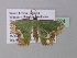  ( - BC ZSM Lep 40524)  @11 [ ] CreativeCommons - Attribution Non-Commercial Share-Alike (2011) Axel Hausmann/Bavarian State Collection of Zoology (ZSM) SNSB, Zoologische Staatssammlung Muenchen