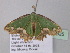  ( - BC ZSM Lep 40525)  @13 [ ] CreativeCommons - Attribution Non-Commercial Share-Alike (2011) Axel Hausmann/Bavarian State Collection of Zoology (ZSM) SNSB, Zoologische Staatssammlung Muenchen