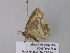  ( - BC ZSM Lep 40526)  @12 [ ] CreativeCommons - Attribution Non-Commercial Share-Alike (2011) Axel Hausmann/Bavarian State Collection of Zoology (ZSM) SNSB, Zoologische Staatssammlung Muenchen