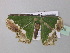  ( - BC ZSM Lep 40528)  @12 [ ] CreativeCommons - Attribution Non-Commercial Share-Alike (2011) Axel Hausmann/Bavarian State Collection of Zoology (ZSM) SNSB, Zoologische Staatssammlung Muenchen