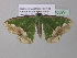  ( - BC ZSM Lep 40529)  @13 [ ] CreativeCommons - Attribution Non-Commercial Share-Alike (2011) Axel Hausmann/Bavarian State Collection of Zoology (ZSM) SNSB, Zoologische Staatssammlung Muenchen