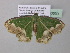  ( - BC ZSM Lep 40530)  @12 [ ] CreativeCommons - Attribution Non-Commercial Share-Alike (2011) Axel Hausmann/Bavarian State Collection of Zoology (ZSM) SNSB, Zoologische Staatssammlung Muenchen