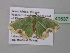  ( - BC ZSM Lep 40537)  @13 [ ] CreativeCommons - Attribution Non-Commercial Share-Alike (2011) Axel Hausmann/Bavarian State Collection of Zoology (ZSM) SNSB, Zoologische Staatssammlung Muenchen
