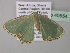  (Heterorachis lunatimargo - BC ZSM Lep 40554)  @13 [ ] CreativeCommons - Attribution Non-Commercial Share-Alike (2011) Axel Hausmann/Bavarian State Collection of Zoology (ZSM) SNSB, Zoologische Staatssammlung Muenchen