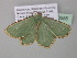  ( - BC ZSM Lep 40555)  @13 [ ] CreativeCommons - Attribution Non-Commercial Share-Alike (2011) Axel Hausmann/Bavarian State Collection of Zoology (ZSM) SNSB, Zoologische Staatssammlung Muenchen