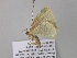  ( - BC ZSM Lep 40556)  @12 [ ] CreativeCommons - Attribution Non-Commercial Share-Alike (2011) Axel Hausmann/Bavarian State Collection of Zoology (ZSM) SNSB, Zoologische Staatssammlung Muenchen
