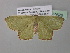  ( - BC ZSM Lep 40628)  @13 [ ] CreativeCommons - Attribution Non-Commercial Share-Alike (2011) Axel Hausmann/Bavarian State Collection of Zoology (ZSM) SNSB, Zoologische Staatssammlung Muenchen