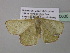  ( - BC ZSM Lep 40630)  @13 [ ] CreativeCommons - Attribution Non-Commercial Share-Alike (2011) Axel Hausmann/Bavarian State Collection of Zoology (ZSM) SNSB, Zoologische Staatssammlung Muenchen