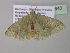  ( - BC ZSM Lep 40643)  @13 [ ] CreativeCommons - Attribution Non-Commercial Share-Alike (2011) Axel Hausmann/Bavarian State Collection of Zoology (ZSM) SNSB, Zoologische Staatssammlung Muenchen