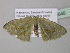  ( - BC ZSM Lep 40646)  @12 [ ] CreativeCommons - Attribution Non-Commercial Share-Alike (2011) Axel Hausmann/Bavarian State Collection of Zoology (ZSM) SNSB, Zoologische Staatssammlung Muenchen