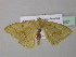  ( - BC ZSM Lep 40647)  @13 [ ] CreativeCommons - Attribution Non-Commercial Share-Alike (2011) Axel Hausmann/Bavarian State Collection of Zoology (ZSM) SNSB, Zoologische Staatssammlung Muenchen