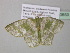  ( - BC ZSM Lep 40653)  @13 [ ] CreativeCommons - Attribution Non-Commercial Share-Alike (2011) Axel Hausmann/Bavarian State Collection of Zoology (ZSM) SNSB, Zoologische Staatssammlung Muenchen