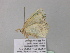  ( - BC ZSM Lep 40661)  @12 [ ] CreativeCommons - Attribution Non-Commercial Share-Alike (2011) Axel Hausmann/Bavarian State Collection of Zoology (ZSM) SNSB, Zoologische Staatssammlung Muenchen