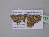  (Scopula AH50GhCa - BC ZSM Lep 40715)  @13 [ ] CreativeCommons - Attribution Non-Commercial Share-Alike (2011) Axel Hausmann/Bavarian State Collection of Zoology (ZSM) SNSB, Zoologische Staatssammlung Muenchen