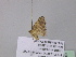  ( - BC ZSM Lep 40716)  @12 [ ] CreativeCommons - Attribution Non-Commercial Share-Alike (2011) Axel Hausmann/Bavarian State Collection of Zoology (ZSM) SNSB, Zoologische Staatssammlung Muenchen