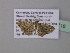  ( - BC ZSM Lep 40718)  @13 [ ] CreativeCommons - Attribution Non-Commercial Share-Alike (2011) Axel Hausmann/Bavarian State Collection of Zoology (ZSM) SNSB, Zoologische Staatssammlung Muenchen