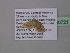  (Idaea AH02GhCa - BC ZSM Lep 40721)  @12 [ ] CreativeCommons - Attribution Non-Commercial Share-Alike (2011) Axel Hausmann/Bavarian State Collection of Zoology (ZSM) SNSB, Zoologische Staatssammlung Muenchen