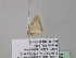  ( - BC ZSM Lep 40752)  @12 [ ] CreativeCommons - Attribution Non-Commercial Share-Alike (2011) Axel Hausmann/Bavarian State Collection of Zoology (ZSM) SNSB, Zoologische Staatssammlung Muenchen