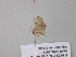  (Idaea AH20GhCa - BC ZSM Lep 40772)  @12 [ ] CreativeCommons - Attribution Non-Commercial Share-Alike (2011) Axel Hausmann/Bavarian State Collection of Zoology (ZSM) SNSB, Zoologische Staatssammlung Muenchen