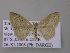 (Scopula BOLD:AAJ5827 - BC ZSM Lep 47178)  @14 [ ] CreativeCommons - Attribution Non-Commercial Share-Alike (2011) Axel Hausmann/Bavarian State Collection of Zoology (ZSM) SNSB, Zoologische Staatssammlung Muenchen