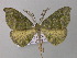  ( - BC ZSM Lep 47203)  @14 [ ] CreativeCommons - Attribution Non-Commercial Share-Alike (2011) Axel Hausmann/Bavarian State Collection of Zoology (ZSM) SNSB, Zoologische Staatssammlung Muenchen