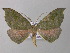  ( - BC ZSM Lep 47204)  @14 [ ] CreativeCommons - Attribution Non-Commercial Share-Alike (2011) Axel Hausmann/Bavarian State Collection of Zoology (ZSM) SNSB, Zoologische Staatssammlung Muenchen