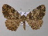  ( - BC ZSM Lep 47205)  @13 [ ] CreativeCommons - Attribution Non-Commercial Share-Alike (2011) Axel Hausmann/Bavarian State Collection of Zoology (ZSM) SNSB, Zoologische Staatssammlung Muenchen