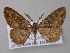  ( - BC ZSM Lep 47218)  @13 [ ] CreativeCommons - Attribution Non-Commercial Share-Alike (2011) Axel Hausmann/Bavarian State Collection of Zoology (ZSM) SNSB, Zoologische Staatssammlung Muenchen