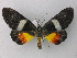  ( - BC ZSM Lep 47221)  @14 [ ] CreativeCommons - Attribution Non-Commercial Share-Alike (2011) Axel Hausmann/Bavarian State Collection of Zoology (ZSM) SNSB, Zoologische Staatssammlung Muenchen