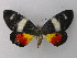  ( - BC ZSM Lep 47222)  @13 [ ] CreativeCommons - Attribution Non-Commercial Share-Alike (2011) Axel Hausmann/Bavarian State Collection of Zoology (ZSM) SNSB, Zoologische Staatssammlung Muenchen