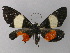  ( - BC ZSM Lep 47223)  @13 [ ] CreativeCommons - Attribution Non-Commercial Share-Alike (2011) Axel Hausmann/Bavarian State Collection of Zoology (ZSM) SNSB, Zoologische Staatssammlung Muenchen