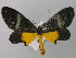  ( - BC ZSM Lep 47224)  @11 [ ] CreativeCommons - Attribution Non-Commercial Share-Alike (2011) Axel Hausmann/Bavarian State Collection of Zoology (ZSM) SNSB, Zoologische Staatssammlung Muenchen