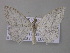  (Scopula AH02Tz - BC ZSM Lep 47250)  @14 [ ] CreativeCommons - Attribution Non-Commercial Share-Alike (2011) Axel Hausmann/Bavarian State Collection of Zoology (ZSM) SNSB, Zoologische Staatssammlung Muenchen