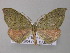  ( - BC ZSM Lep 47253)  @14 [ ] CreativeCommons - Attribution Non-Commercial Share-Alike (2011) Axel Hausmann/Bavarian State Collection of Zoology (ZSM) SNSB, Zoologische Staatssammlung Muenchen