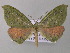  (Hypochrosis haderleini - BC ZSM Lep 47254)  @15 [ ] CreativeCommons - Attribution Non-Commercial Share-Alike (2011) Axel Hausmann/Bavarian State Collection of Zoology (ZSM) SNSB, Zoologische Staatssammlung Muenchen