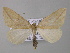  (Rhodometra plectaria - BC ZSM Lep 47256)  @14 [ ] CreativeCommons - Attribution Non-Commercial Share-Alike (2011) Axel Hausmann/Bavarian State Collection of Zoology (ZSM) SNSB, Zoologische Staatssammlung Muenchen