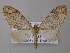  (Lobidiopteryx AH01Tz - BC ZSM Lep 47261)  @13 [ ] CreativeCommons - Attribution Non-Commercial Share-Alike (2011) Axel Hausmann/Bavarian State Collection of Zoology (ZSM) SNSB, Zoologische Staatssammlung Muenchen