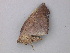  ( - BC ZSM Lep 47268)  @12 [ ] CreativeCommons - Attribution Non-Commercial Share-Alike (2011) Axel Hausmann/Bavarian State Collection of Zoology (ZSM) SNSB, Zoologische Staatssammlung Muenchen