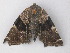  ( - BC ZSM Lep 47271)  @13 [ ] CreativeCommons - Attribution Non-Commercial Share-Alike (2011) Axel Hausmann/Bavarian State Collection of Zoology (ZSM) SNSB, Zoologische Staatssammlung Muenchen